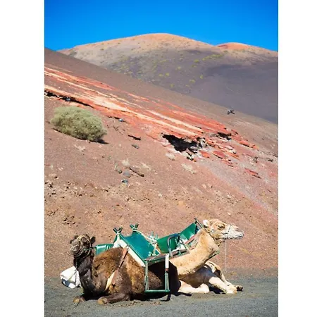 Palmira * بويرتو ذيل كارمين